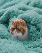 Fluffy Artificial Fur Blanket Fluffy Blanket Fuzzy Cozy Soft And Thick Sherpa Cozy Warm Decorative Gift Throw Blankets For Couch Sofa Bed 640  Sofa Blanket Bedroom Blankets - Teal Blue